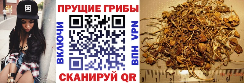 Купить  Биробиджан  Галлюциногенные грибы Psilocybe 